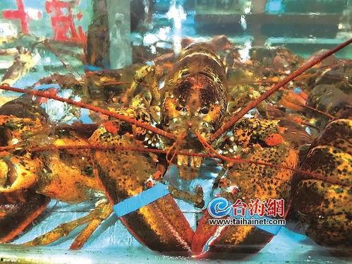 厦门海鲜明星,探寻闽南海域的明星美味之旅”